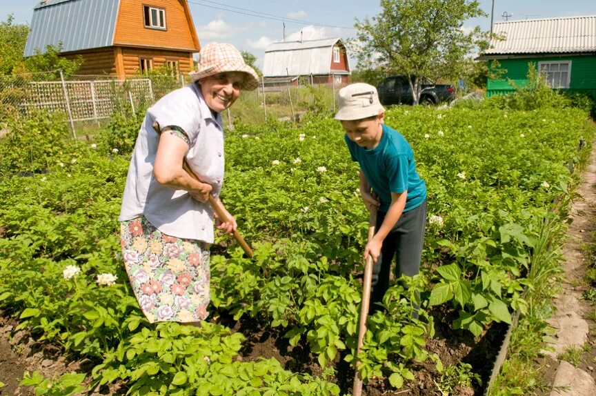 Помощь дачи