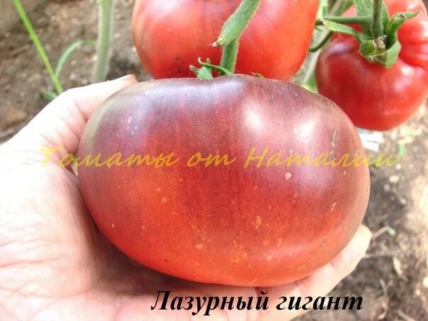 Лазурный гигант. Томат лазурный гигант. лазурный гигант томат купить. сорт томата лазурный гигант фото. фото помидор лазурный и голубой.