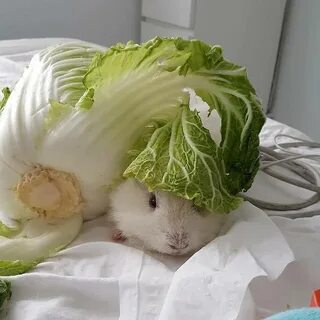 Пекинская капуста хомякам