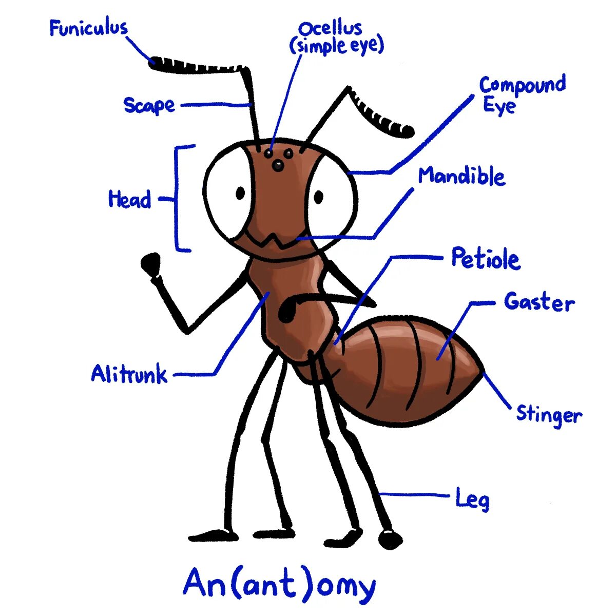 Ant charts. Ants body parts. insect parts of body. английский тема ant. special parts of ants body.