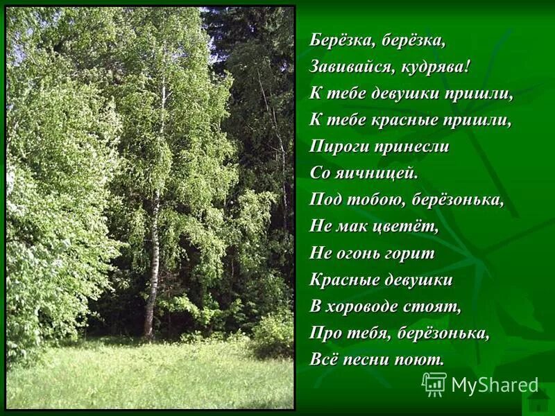 Песня березка кудрявая