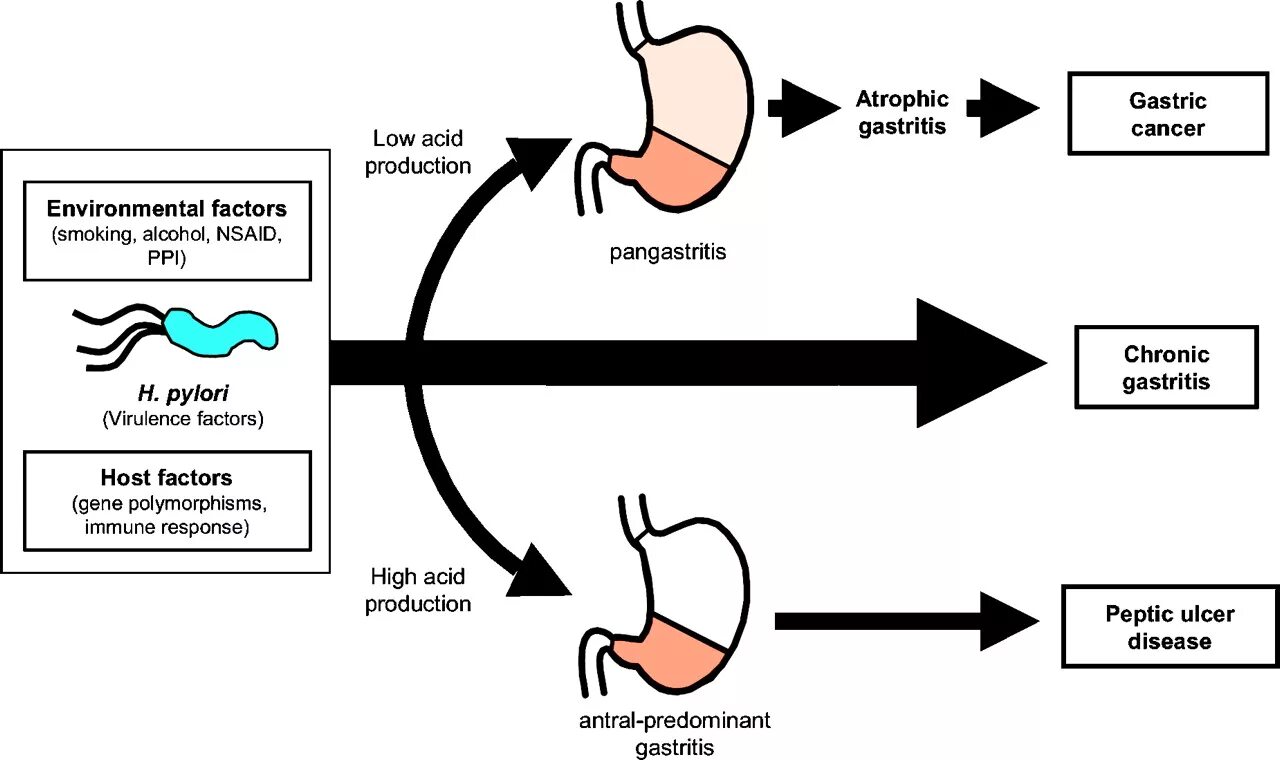 Хеликобактер пилори погибает. Патогенез хеликобактер пилори язва. H pylori патогенез. Патогенез язвы хеликобактер. Helicobacter pylori патогенез.