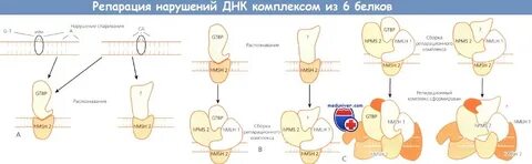 Нарушение репарации днк