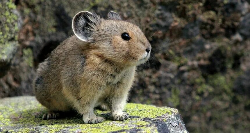 Сумчатые млекопитающие вомбат. Ochotona iliensis. Ил животное. Гибриды животных. Трусливый заяц.