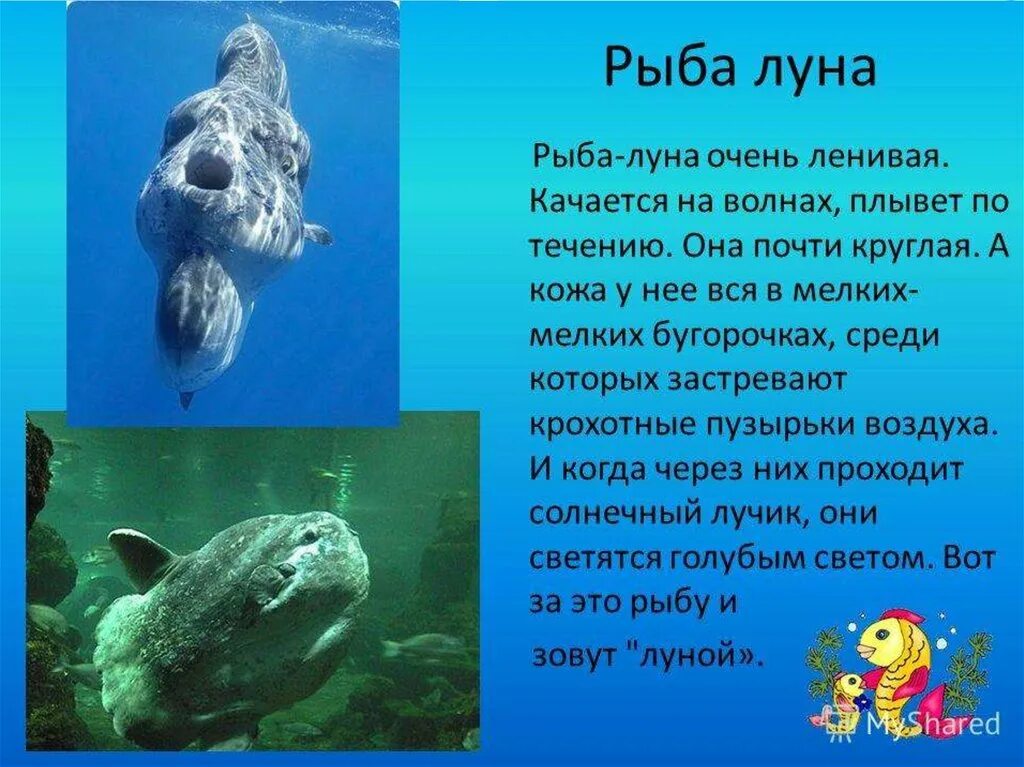 Сообщение о подводных обитателях. Рыба Луна презентация. Рыба-Луна интересные факты. Морские обитатели доклад