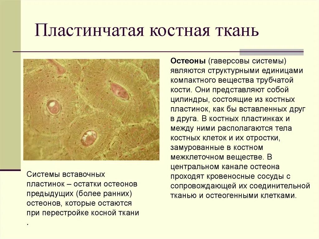 Пластастинчатая костная ткань. Пластинчатая губчатая костная ткань. Пластинчатая костная ткань местонахождение. Пластинчатая костная ткань Остеон гистология. Пластинчатые являются