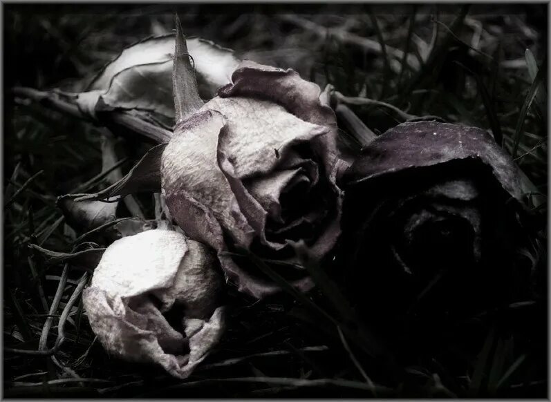 Умирающие розы песня. Мертвые цветы. Дохлый цветок. Умирающие цветы.