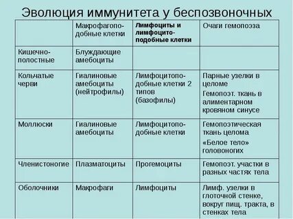 Основные этапы эволюции беспозвоночных и хордовых животных