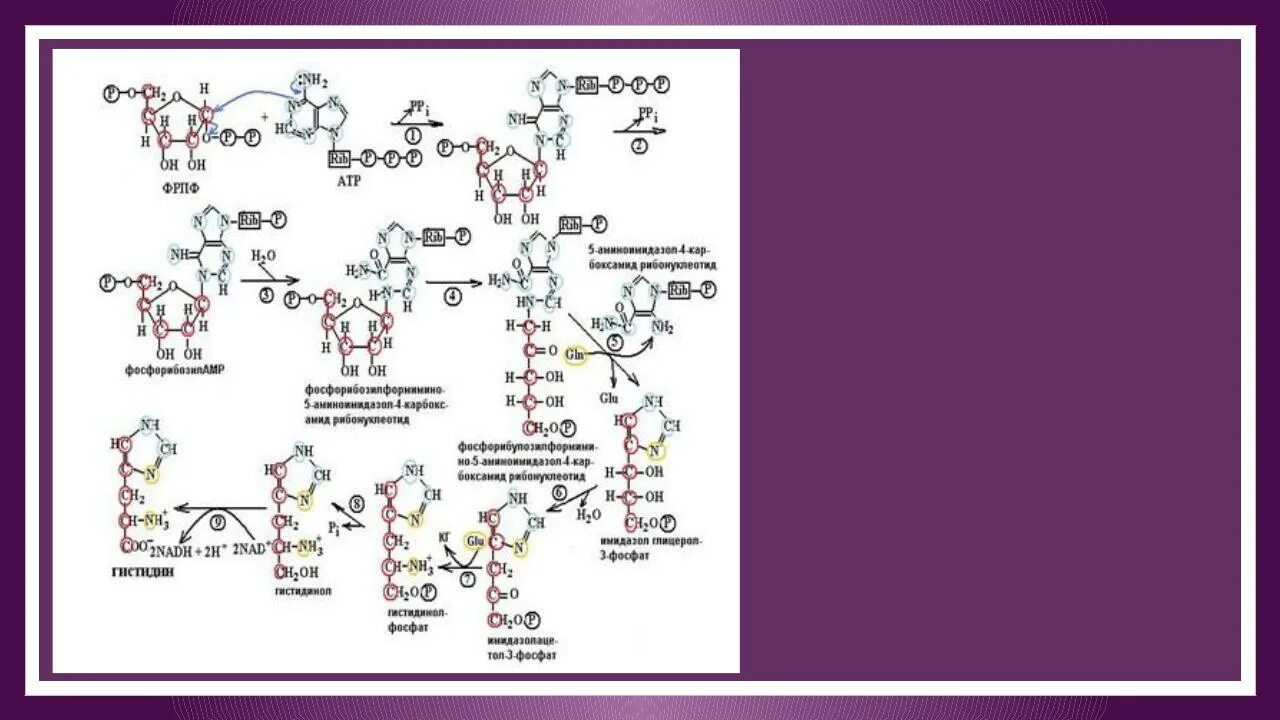 Накопление водорастворимых пигментов антоцианов присоединение молекулы. Гистидин формула биохимия. 5-Фосфорибозил-1-пирофосфат синтеза ФРПФ. Биосинтез гистидина. Синтез гистидина биохимия.