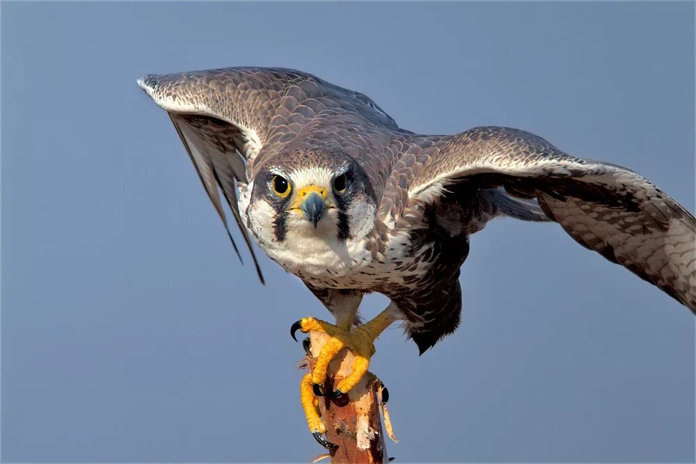 Сокол сапсан краткое описание. Дербник описание. Птица вологодской области сапсан. Белоголовый орлан на охоте. Дербник красная книга.
