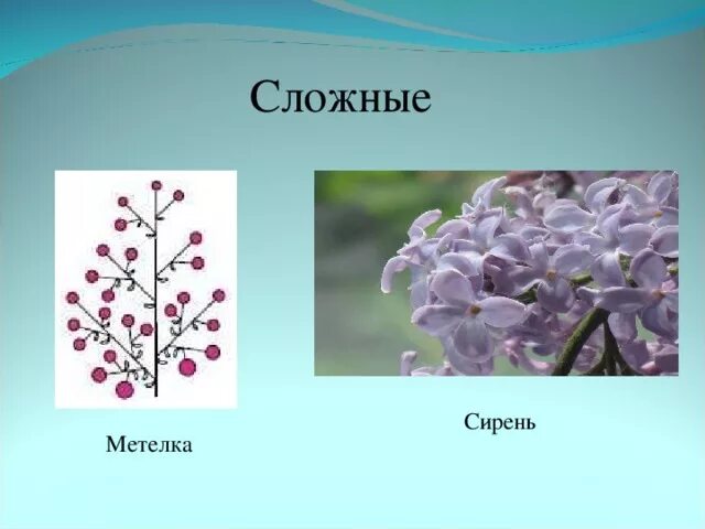 Сирень gaizinkalns. Какое соцветие у сирени. Соцветие сирени называется. Сирень поль дешанель. Сирень сорта гайзинькалнс.