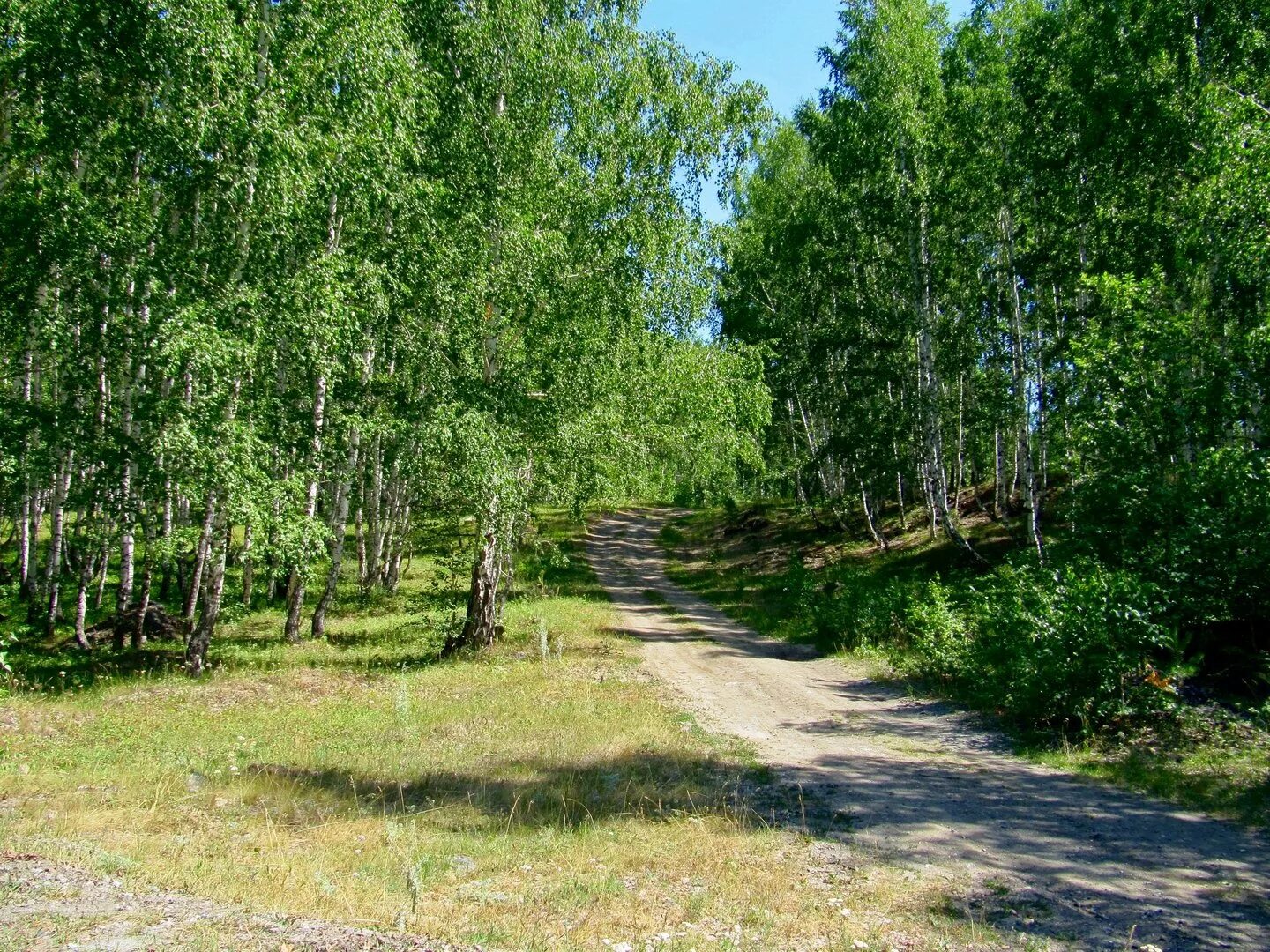 березовая роща петровское ярославской области. берёзовая роща орехово-зуево. берёза даурская. берёзовая роща златоуст. карагачский ольхово-березовый лес.