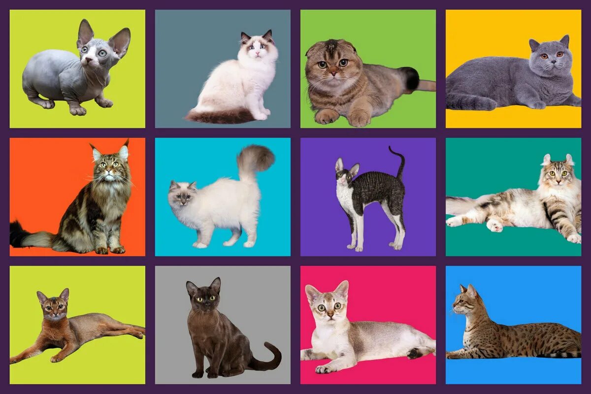Найти породу кошки. Разнообразие пород кошек. Породы кошек фото и названия. Породы кошек коллаж. Определи породу кота.
