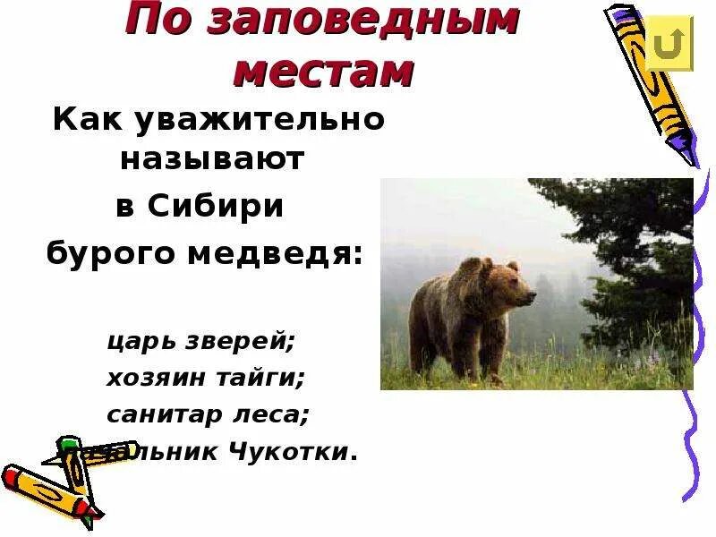Медведь санитар леса