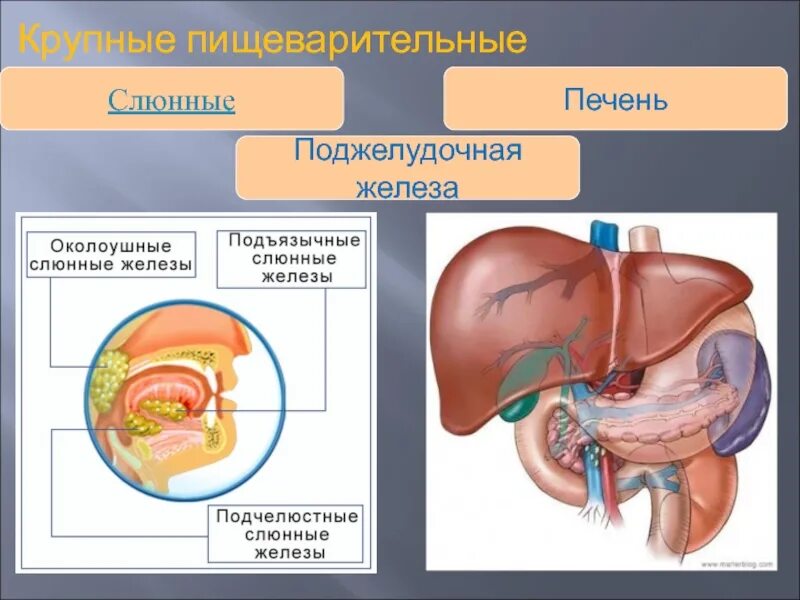 Печень железа сок. Пищеварительные железы печени. Печень и поджелудочная железа. Пищеварительные железы печень и поджелудочная железа. Печень смешанная железа.