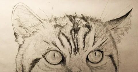 Как нарисовать сложных котиков
