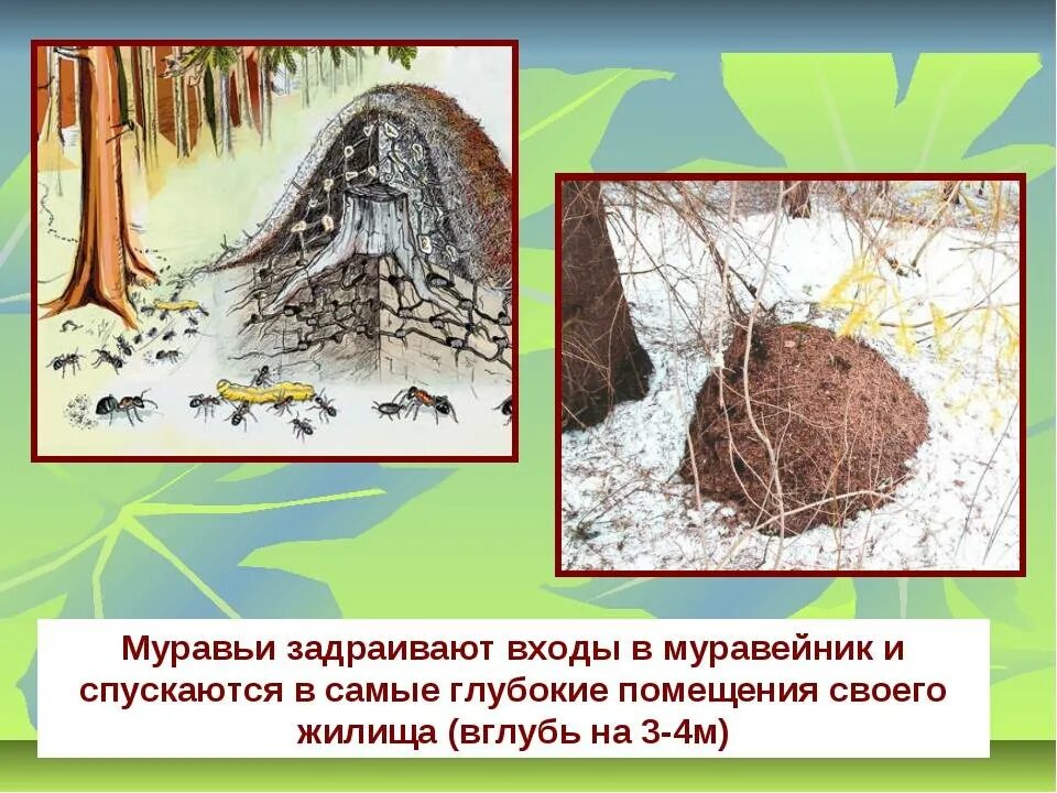 Зимовка муравья