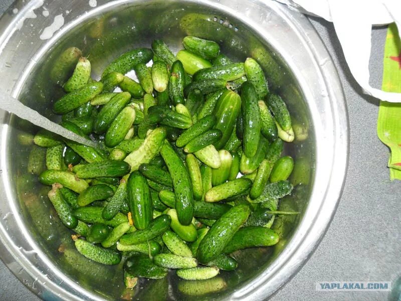 Простой рецепт корнишонов на зиму