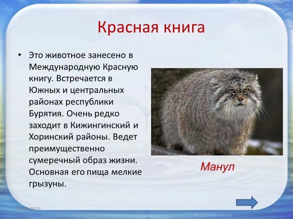 Животные которые вписаны в красную книгу. Рассказ о животных из красной книги. сообщение о животном занесенном в красную книгу. доклад о животных из красной книги. рассказ о животных красной книги 2 класс.