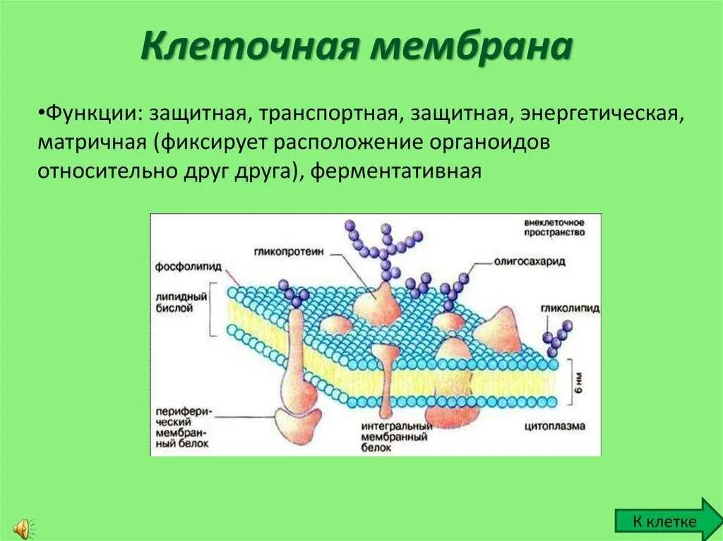 Основой мембран клеток. Основные структуры клетки мембрана. Наружная клеточная мембрана строение и функции. Функции мембраны клетки 10 класс. Строение клеточной мембраны 10 класс биология.