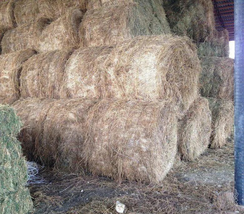 Сено краснодарском крае на авито. Сено квадрат. Тюки овса. Суданка на сено для коров. Сено краснодарском крае на авито.
