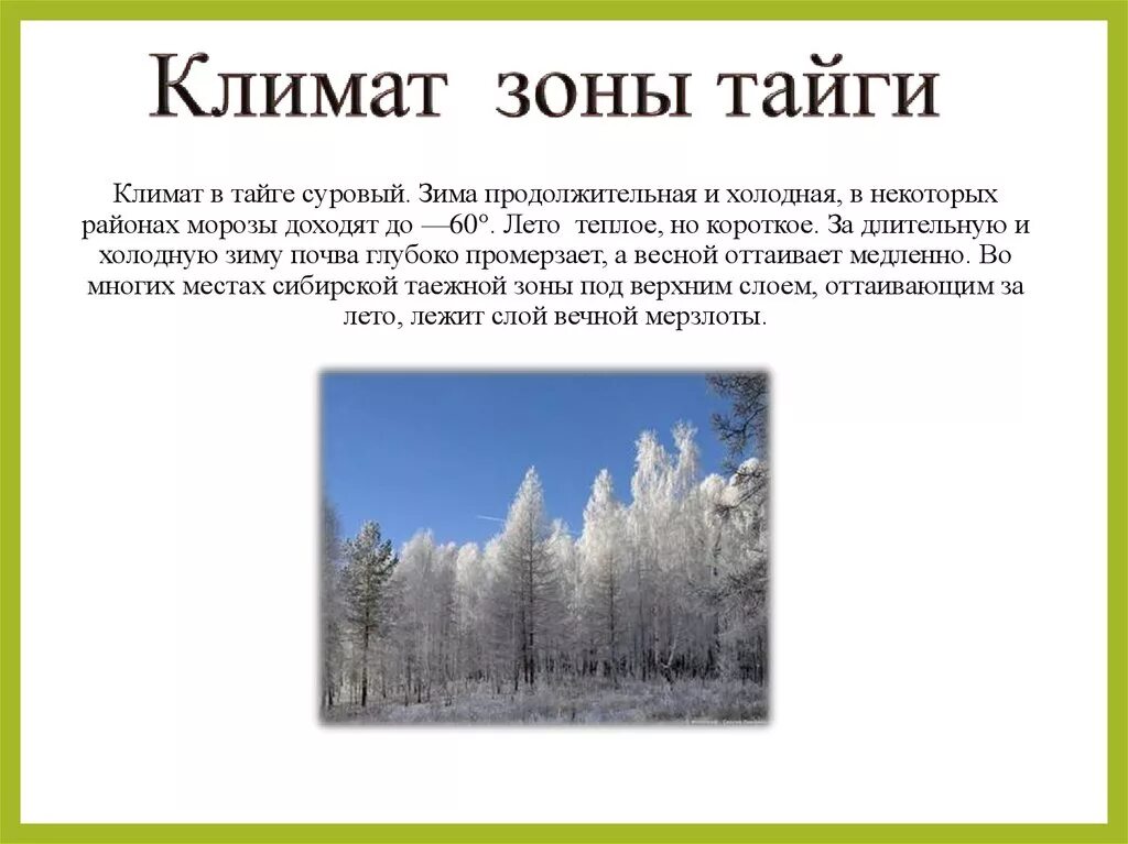 Тайга краткий рассказ. Признаки природных зон зона тайги. Природные зоны России Тайга 8 класс. Климат тайги кратко. Тайга климатические условия природной зоны.