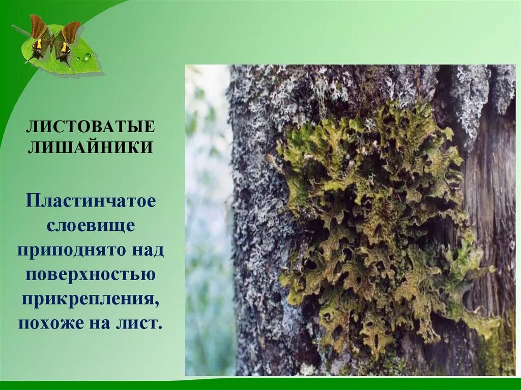 Сообщение о лишайнике