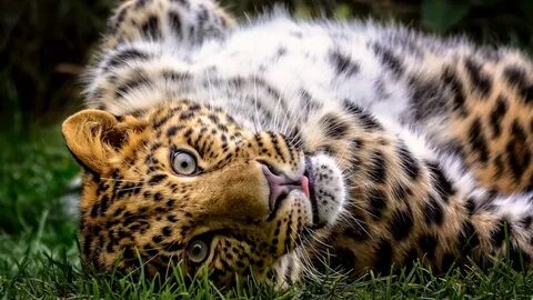 It is beautiful animal