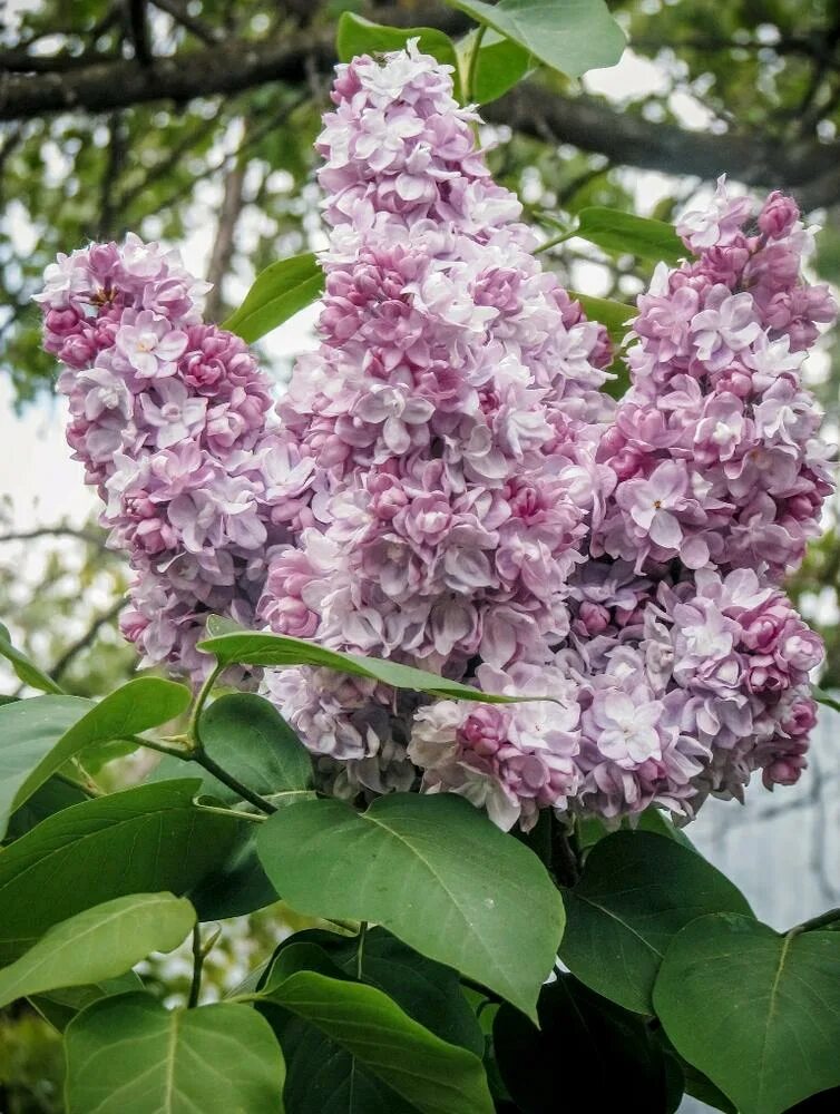 Сирень бульба. Сирень сортовая. Сирень обыкновенная Aucubaefolia Аукубафолия.