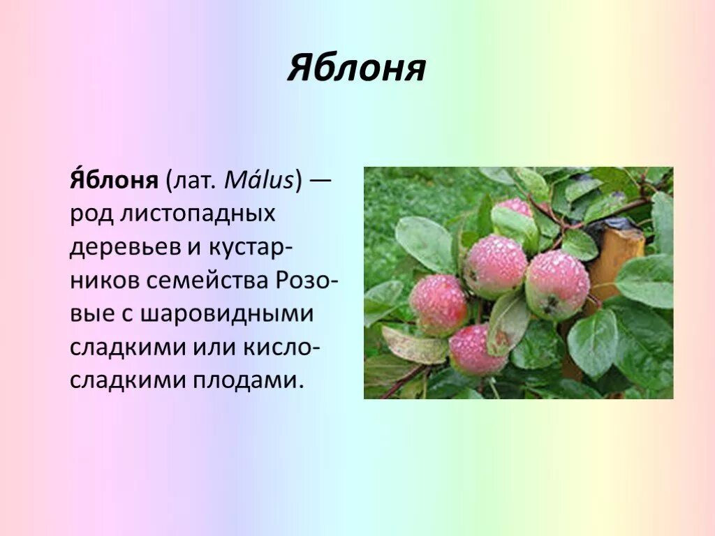 Текст земляные яблоки. Доклад про яблоню. Яблоня описание дерева. Яблоня краткое описание. Культурное растение яблоня описание.