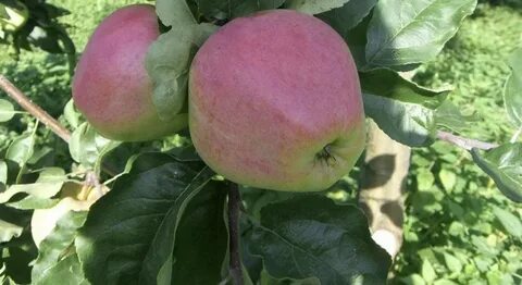 Яблоня орловская отзывы