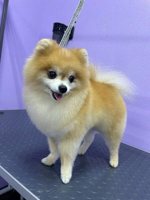 пушистый рай. пушистый рай смотреть. фф пушистый рай.