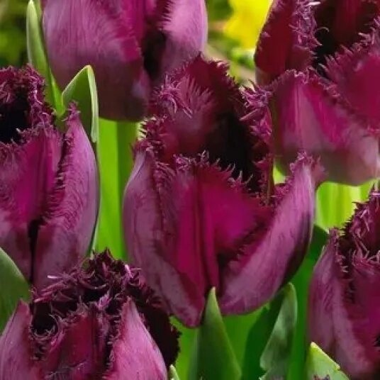 Лале колекция розови ресни и лилави къдрици - Tulip mix pink and violet fringed 