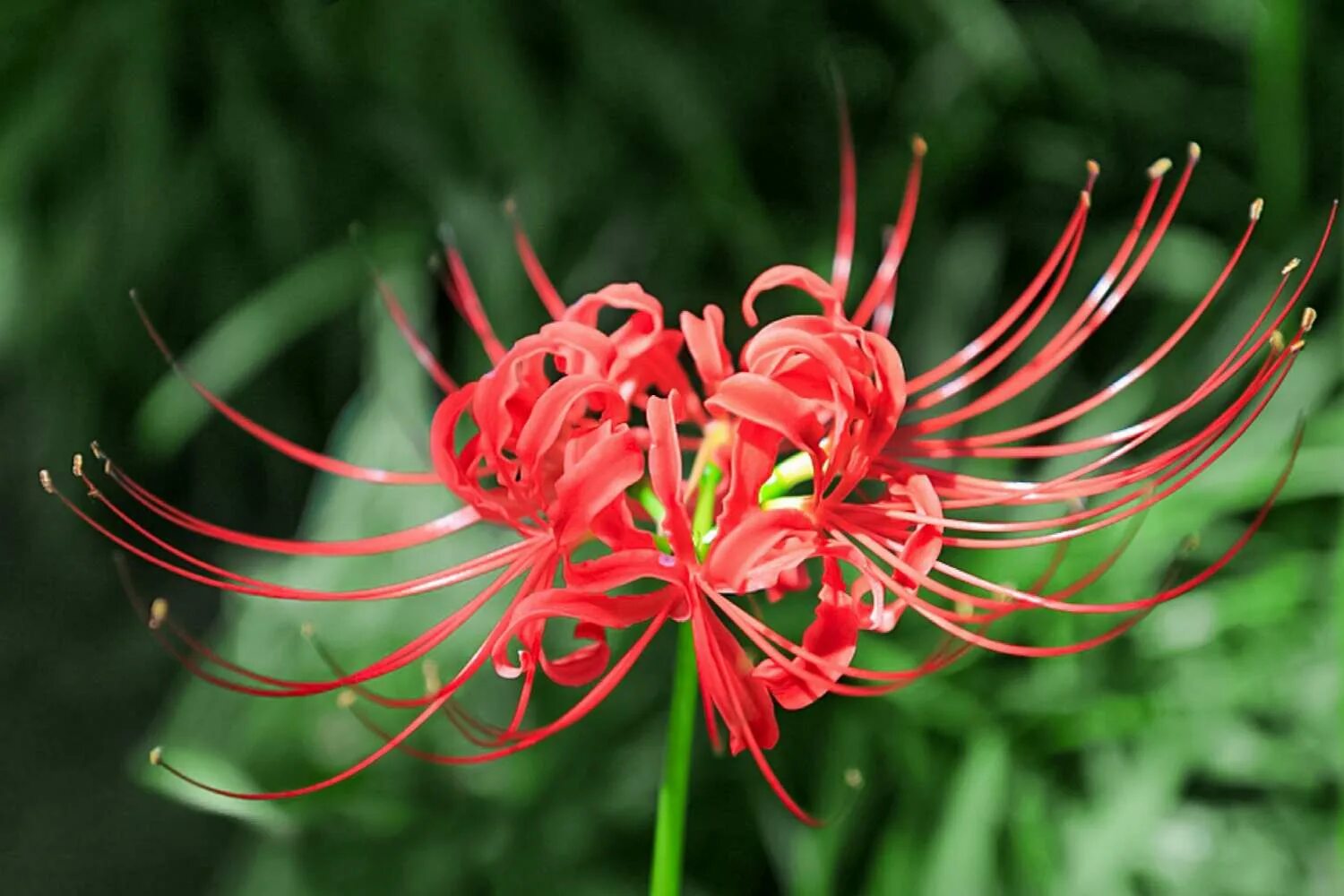 Pin on drawing Red spider lily, Lily wallpaper, Red spider lily wallpaper iphone