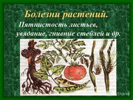 Массовое заболевание растений и резкое увеличение