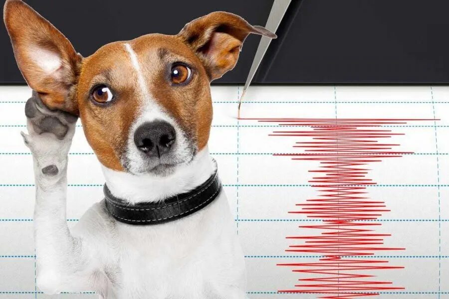 Животные при землетрясении. Какие животные предсказывают стихийные бедствия. Животные которые предсказывают. Животные предсказывающие землетрясения. Животные предсказатели землетрясений.