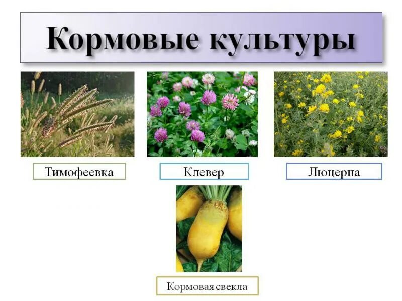 Кормовые культуры. Кормовые культуры растений. Культурные растения кормовые культуры. Полевые кормовые культуры.