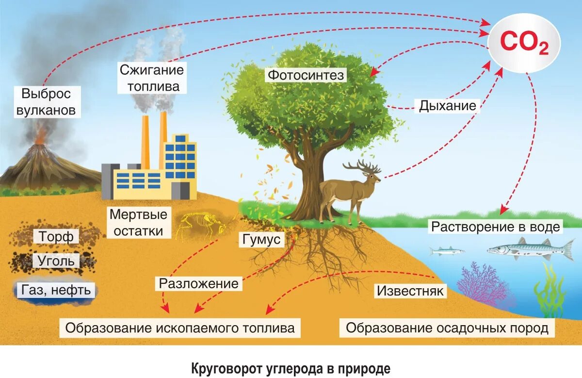 Изменяется содержание кислорода и углекислого газа. Круговорот углерода. круговорот веществ углерода. круговорот кислорода углерода азота в биосфере. круговорот кглерода в природ.