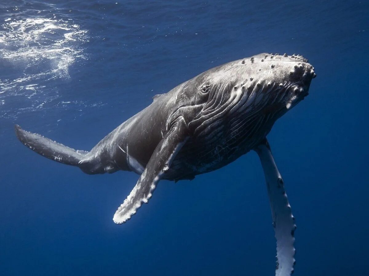 Крупнейших млекопитающих на земле. Кит Горбач. Горбач или горбатый кит. Синий горбатый кит. Горбатый кит и синий кит.