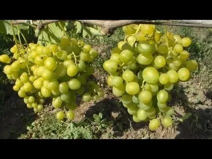 Виноград ивана