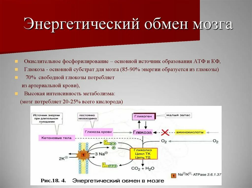 Отсутствие атф. Энергетический обмен окислительное фосфорилирование. Окислительное фосфорилирование схема. Роль окислительного фосфорилирования биохимия. Субстраты энергетического обмена.