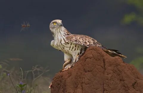 Орел змееяд