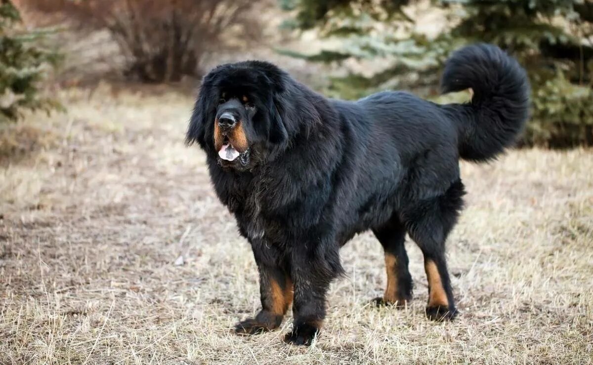 Собаки больших пород. Тибетский мастиф. Собаки породы тибетский мастиф. Тибетский мастиф черный. Тибетский мастиф большой.