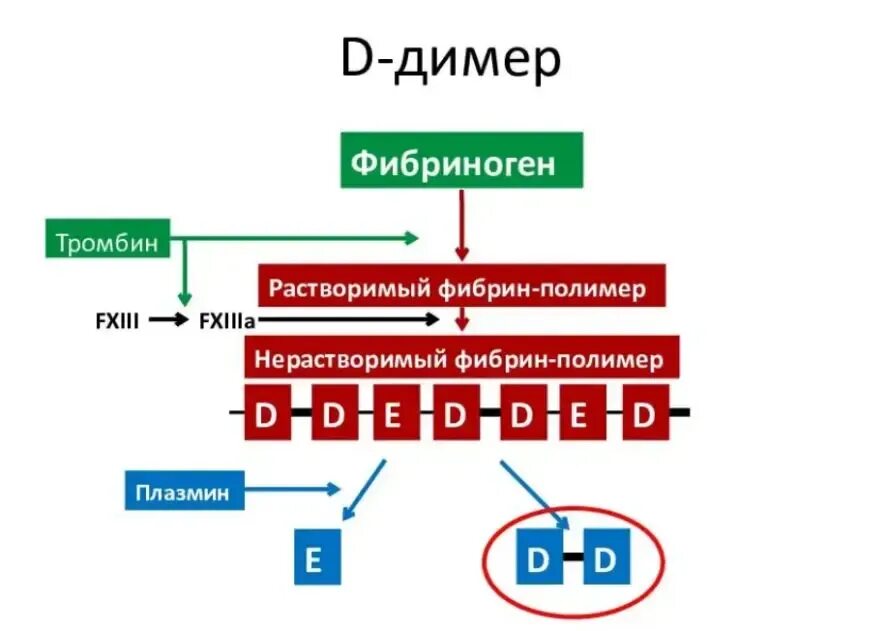 D димер концентрация. Д димер. образование д димера. д димер схема. механизм образования д димера.