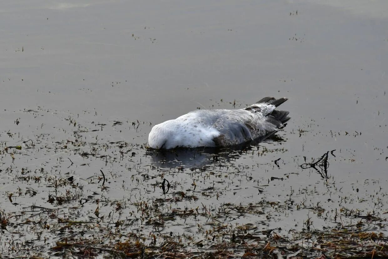 5g смерти. где умирают птицы. гибель животных от пластика. где умирают птицы. упавшая птица.