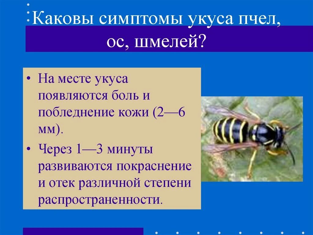 Укусы насекомых пчел ОС шмелей. Сообщение о осах. Интересные факты о осах. Симптомы укусов пчел, ОС И шершней.