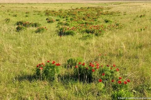 Какие ландшафты преобладают в степной зоне