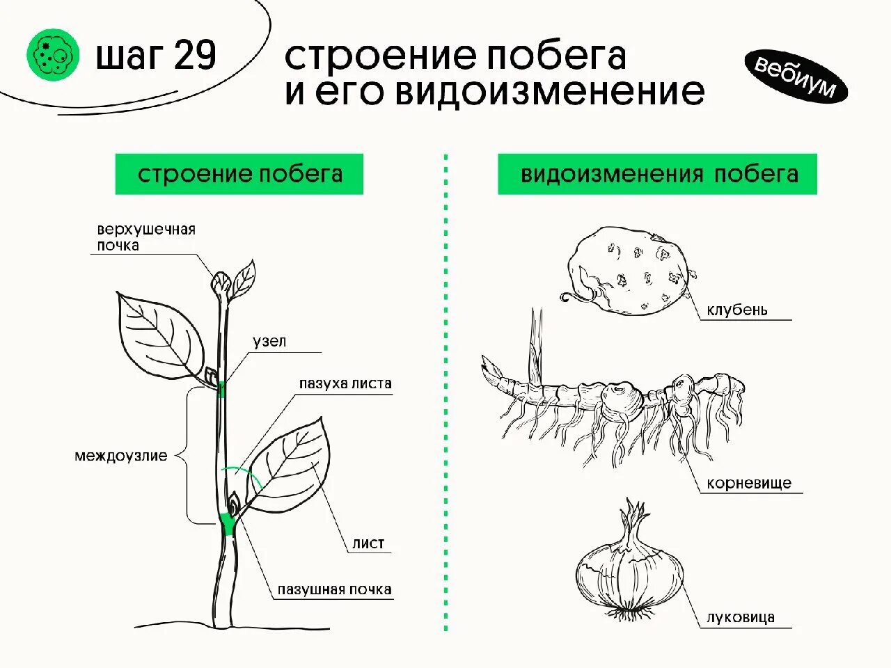 Побег лист видоизменения листьев. Строение подземных побегов. видоизменения побегов. строение побега. видоизменения подземных побегов.