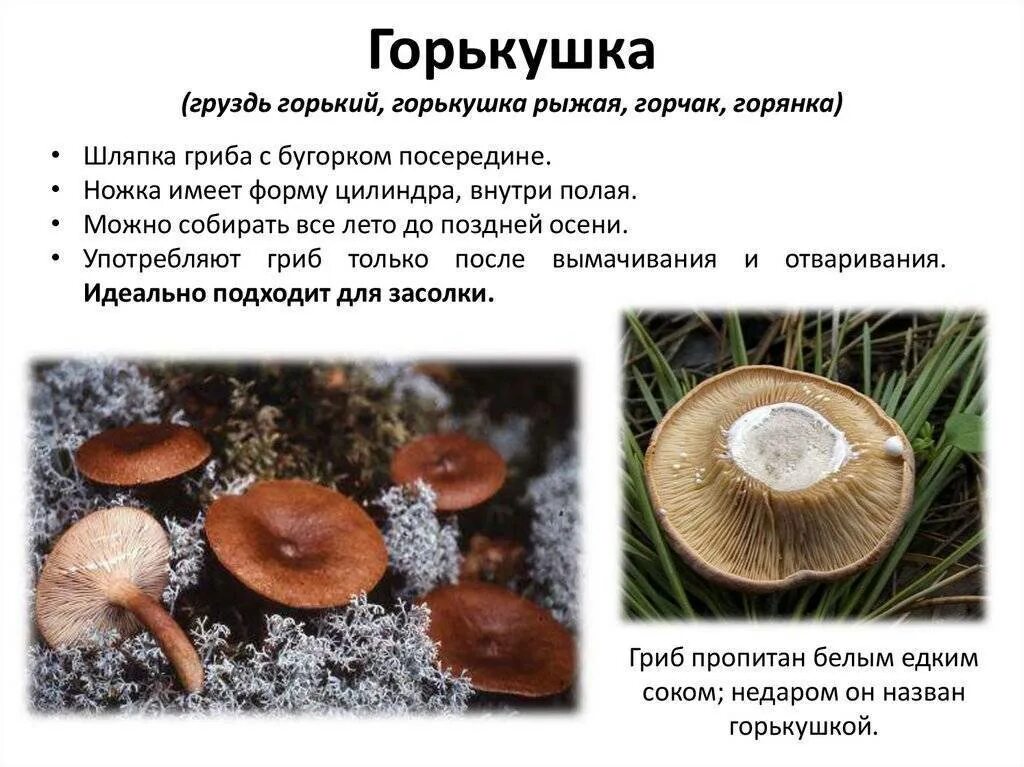 Съедобные пластинчатые грибы Саратовской области