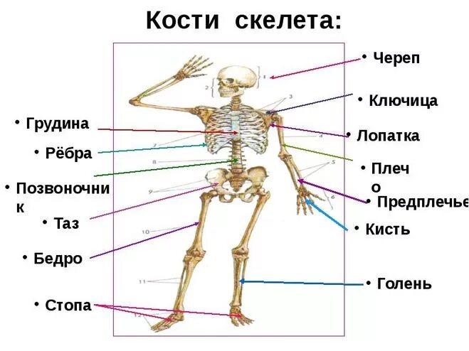 Предплечье на скелете. Скелет плеча человека. Скелет предплечья. Предплечье это где у человека. Плечо и предплечье у человека.